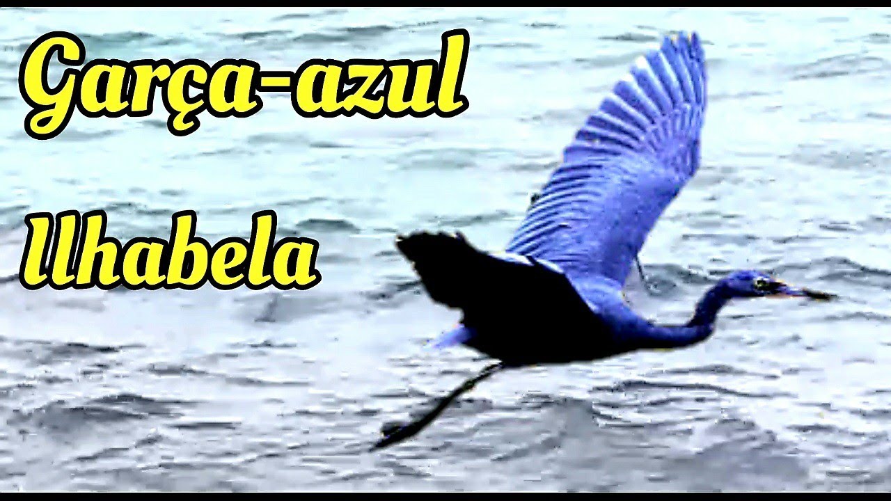 Garça - azul (Egretta caerulea) ("garça negra"),  nem todas as garças são brancas - Ilhabela
