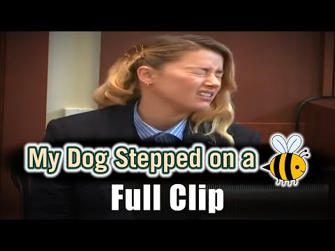 What Is The 'My Dog Stepped On A Bee' Meme?