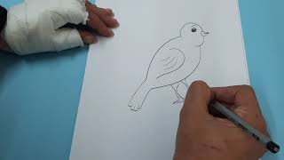 كيفية رسم عصفور how to draw a bird