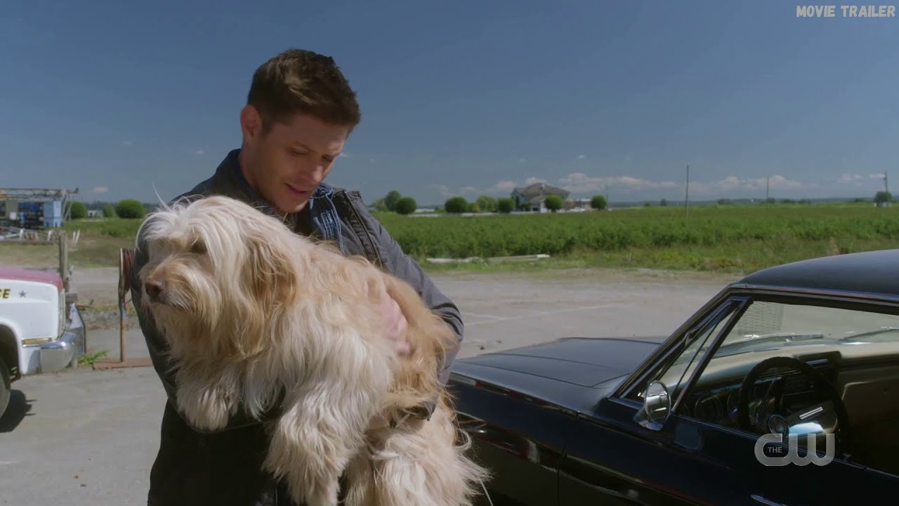 Чак убил собаку | Сверхъестественное 15x19 - YouTube