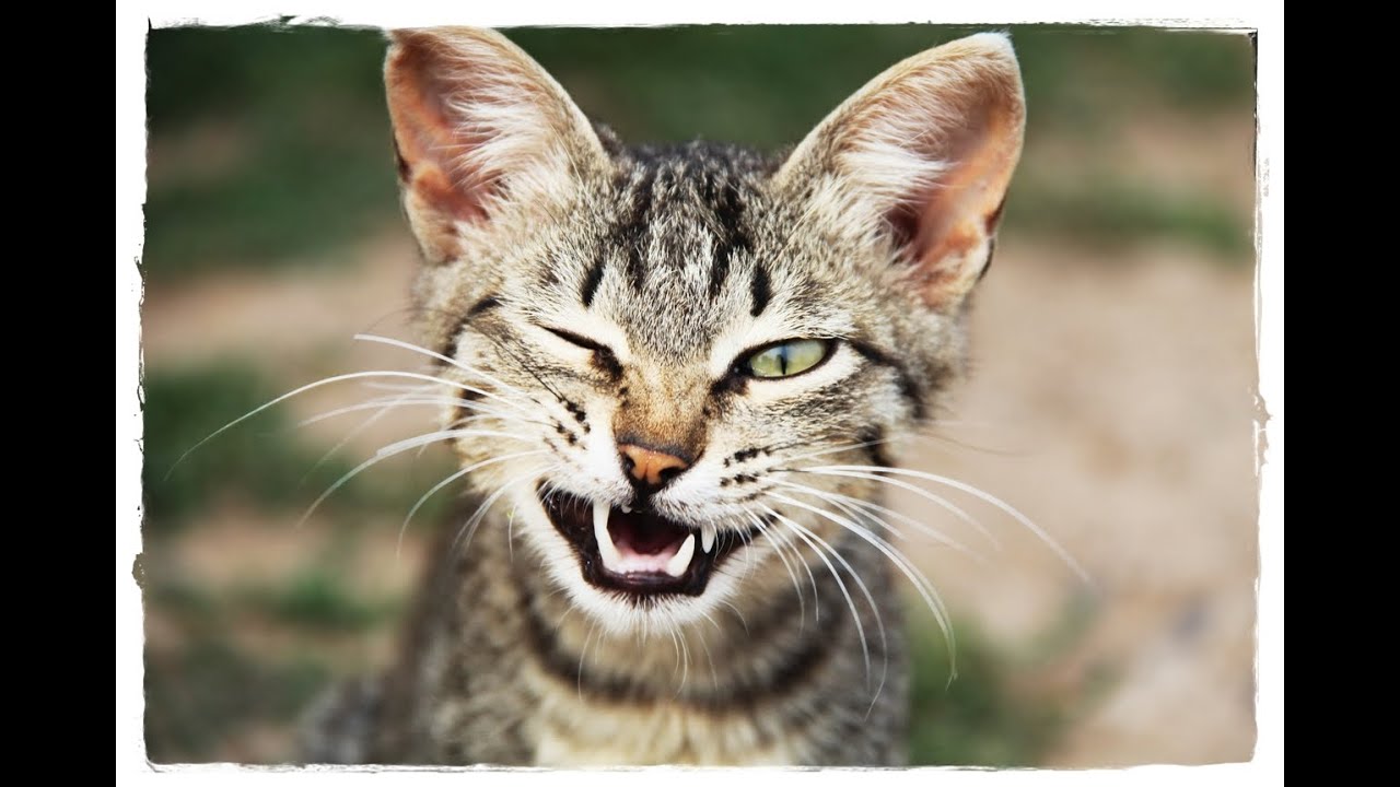 САМЫЕ ИНТЕРЕСНЫЕ ФАКТЫ О КОШКАХ !