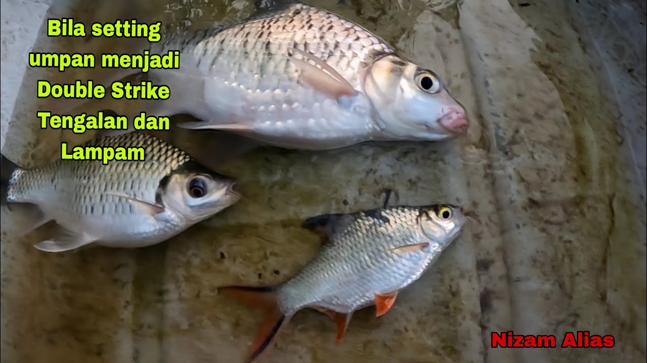 BILA SETTING UMPAN MENJADI,DOUBLE STRIKE TENGALAN DAN LAMPAM