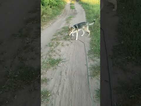 Овчарка Ася прогулка лес учим команды #овчарка #овчаркаася #собака #люсимили #прогулка #лес #команды