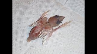 Брошенный птенец амадины гульда. Часть 1. Lady gouldian finch hand feeding. Ручное выкармливание Брошенный птенец амадины гульда. Часть 1. Lady gouldian finch hand feeding. Ручное выкармливание