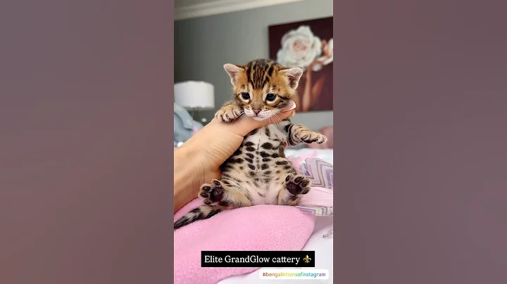 Video 11620421: bengalcat bengals, bengalcats cattery, bengal kitten