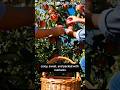 Amazing Apple Tree Time Lapse | Nature’s Fruit Growth in 24 Seconds#shorts #gardening #timelapse