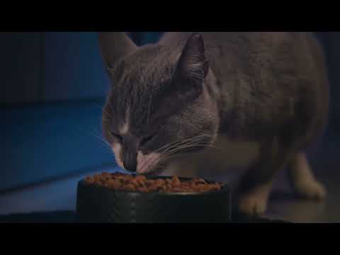Nature's Protection Superior Care dry feed product video | EN
