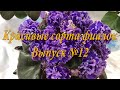 Красивые сорта фиалок(Выпуск №12)