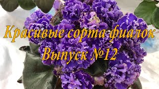 Красивые сорта фиалок(Выпуск №12)