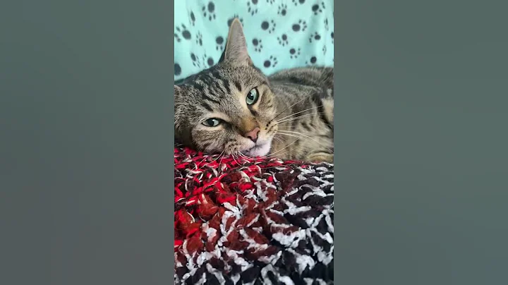 Video 11831711: manx cat, american