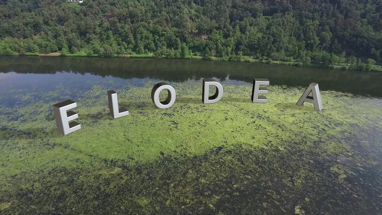 Elodea - Die Wasserpest