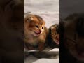 Adorable Kittens Compilation ❤❤❤ | Sweetest Kitties of 2026 😺 (I_LOVE_YOU_BABY_50)