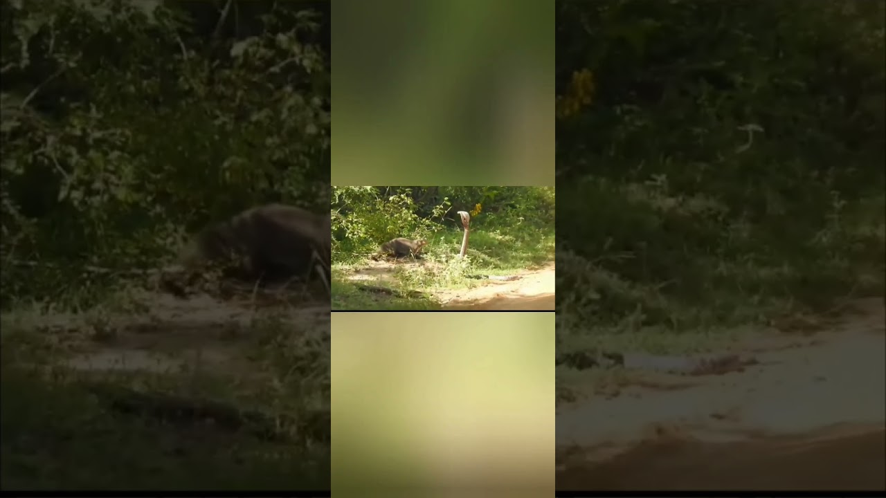 Leopard ,Wild boar, Cobra,Mugatiya Attacking and fighting