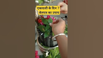 एकादशी के दिन साथ बेलपत्र का उपाय#pradeepmishra #pradeepmishraupay #shorts #viral