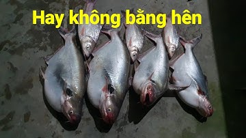 Câu vồ đém, lên toàn Hugo