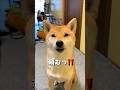 来月はバレンタイン🐶❤️ #柴犬 #shibainu #shorts