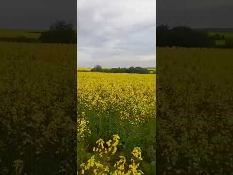 Видео: Рапс цветет. Бескрайние поля рапса.  #поле