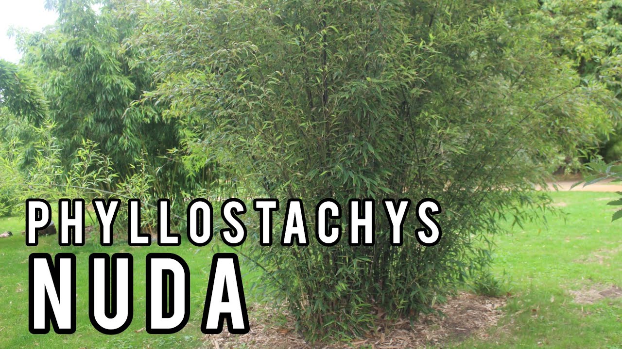 Phyllostachys nuda Snow Bamboo YouTube