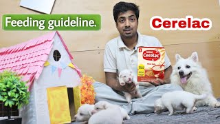 How to feed cerelac to a puppy || Live Demo.