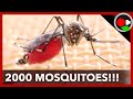 2000 Mosquitoes Feed on my Arm!