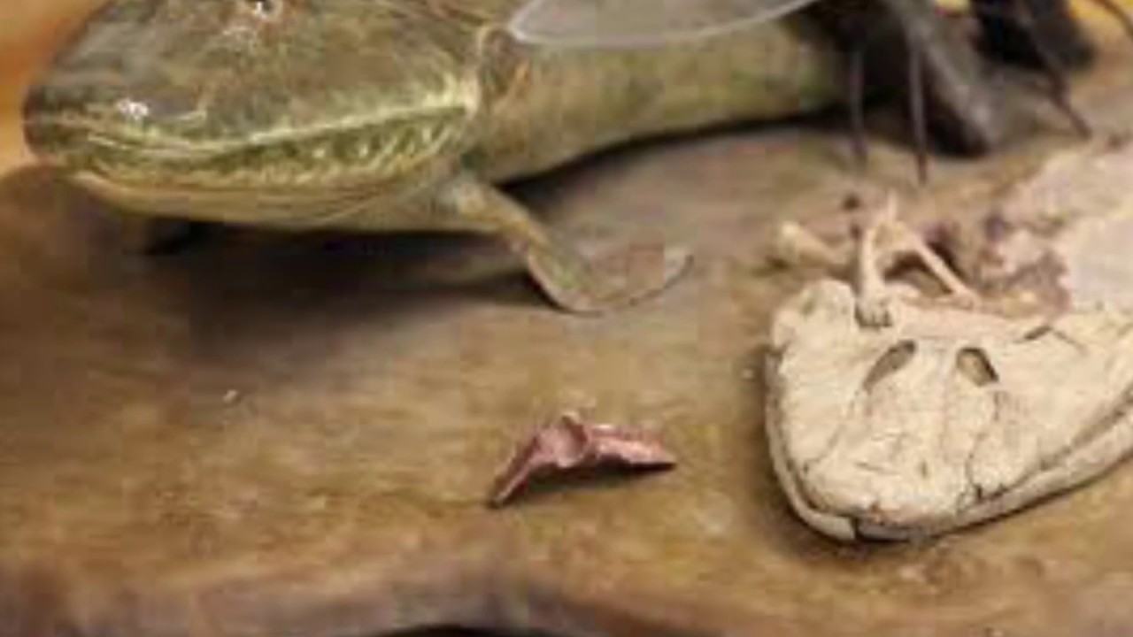 Tiktaalik - YouTube