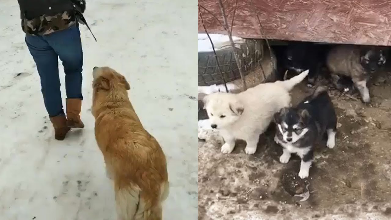 “Please save my puppies.” She ran desperately begging for the cold and ...