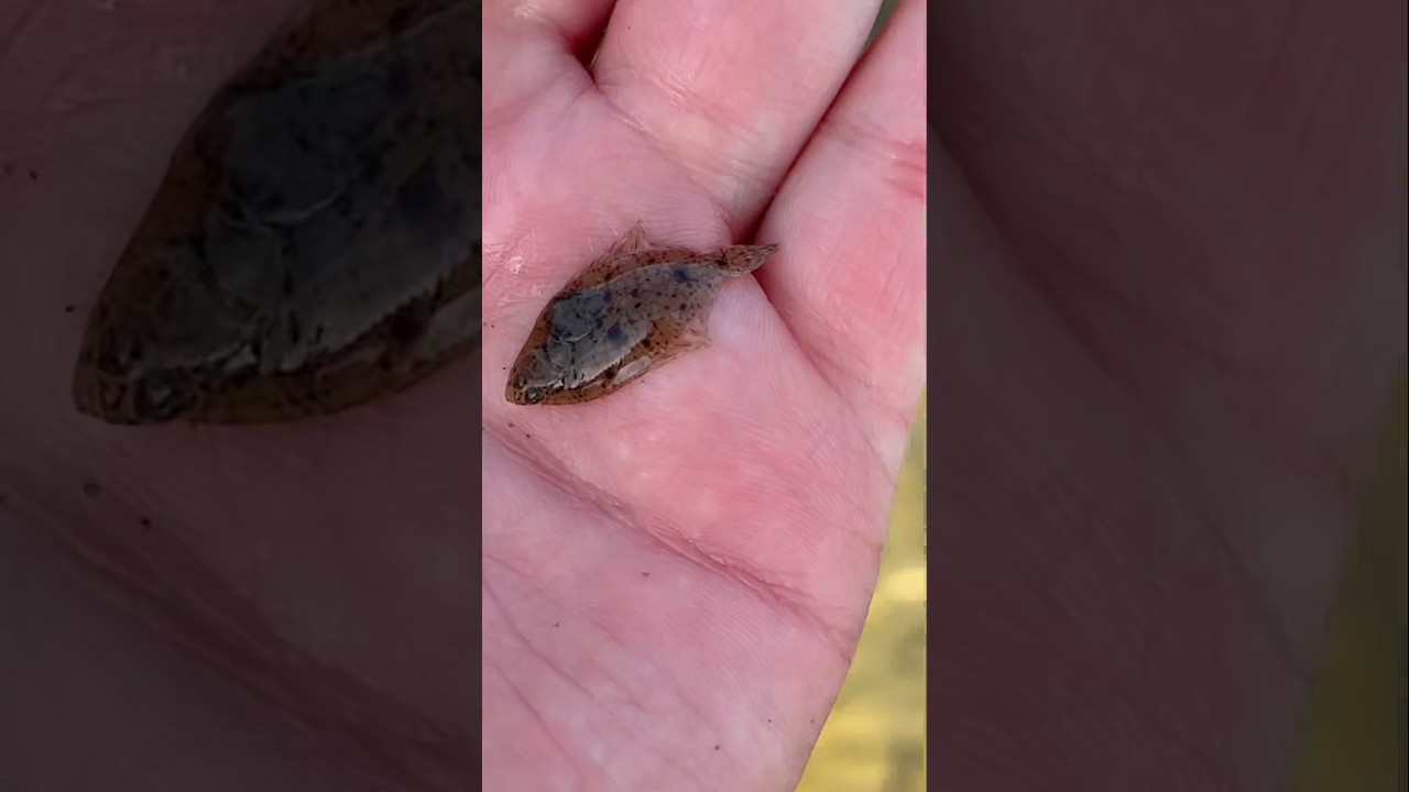 Tiny flat fish 
