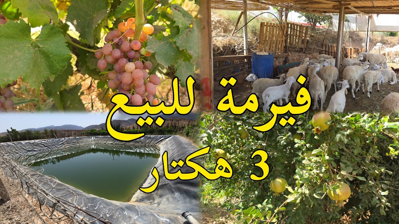 همزة فيرمة للبيع 3 هكتار أشجار البرتقال منزل الكوري بئر