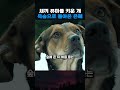 새끼 퓨마를 돌봐준 개에게 벌어진 일 thumbnail