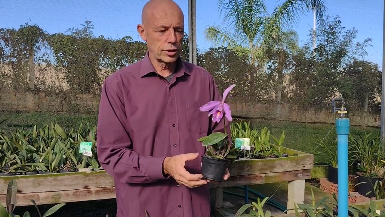 Cattleya Máxima! É o máximo!