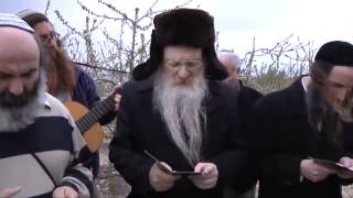 קליפ ברכת האילנות | בית הבעל שם טוב