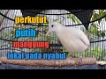 Perkutut putih gacor cocok untuk pancinggan semua jenis perkutut.