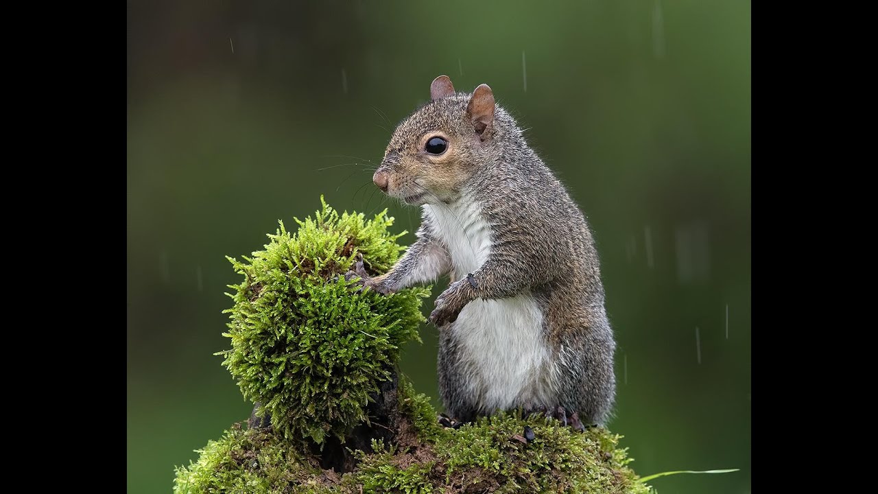 Каролинская белка