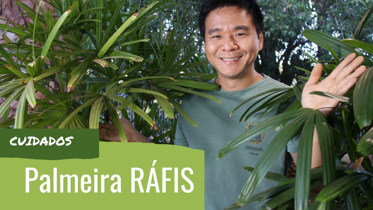 Como cuidar da PALMEIRA-RAFIS