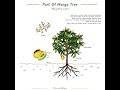 Part Of Mango Tree And Its Scientific Name #mango #mangofarmers #mangofruits #agriculture #mangotv