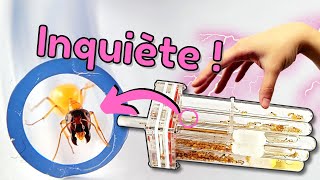 Je ne trouve plus la reine (le stress) !? (Camponotus fedtschenkoi)