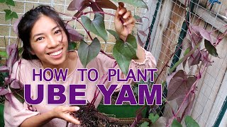 How To Plant Ube Yam