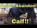 Heifer Abandon Calf!! Had bring heifer back from the cow herd and get calf milk!!