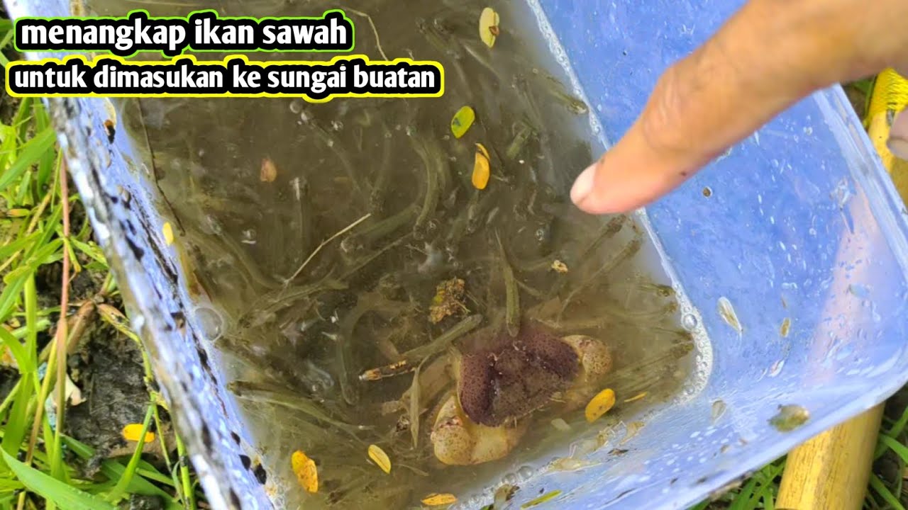 Dapat kepiting dan ikan banyak banget