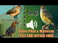 Suara PIKAT Burung CICI PADI KEPALA Merah&EMAS Di Jamin Ampuh  Cocok Juga Buat Masteran mp3 free