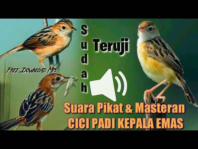Suara PIKAT Burung CICI PADI KEPALA Merah&EMAS Di Jamin Ampuh || Cocok Juga Buat Masteran mp3 free class=