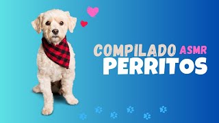 NUEVO Compilado perritos comiendo y más videos ternuritas #puppylove by Is TiMe To ReLaX aNd FuN 22 views 1 month ago 1 minute, 31 seconds