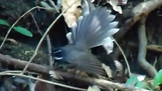 Graceful Acrobat: Spotbreasted Fantail's Enchanting Performance