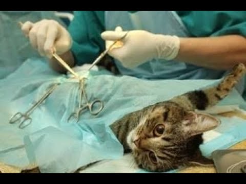 فيديو: تعقيم الحيوانات الأليفة: كيف يتعامل هذا الطبيب البيطري مع `` الحرارة