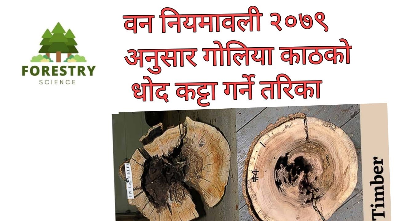 वन नियमावली २०७९ अनुसार गोलीया काठको धोद काट्ट गर्ने तरिका