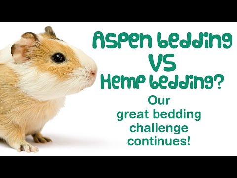 hemp bedding for guinea pigs