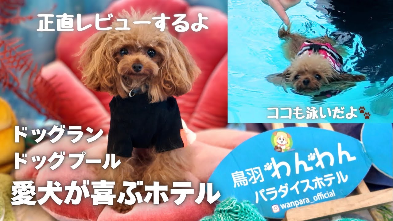 【犬連れ伊勢鳥羽旅行②】鳥羽わんわんパラダイスホテルでCOCO大はしゃぎ🐶💦プール＆ドッグランで全力遊び！