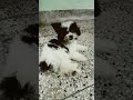 #funny #toys