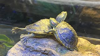 The Best Way to Set Up an Aquatic Turtle Tank