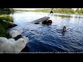 ВидеоКлип_Самоеды, щенки самоеда купаются и плавают с детьми в речке! | Samoyeds & Kid`s Fun))